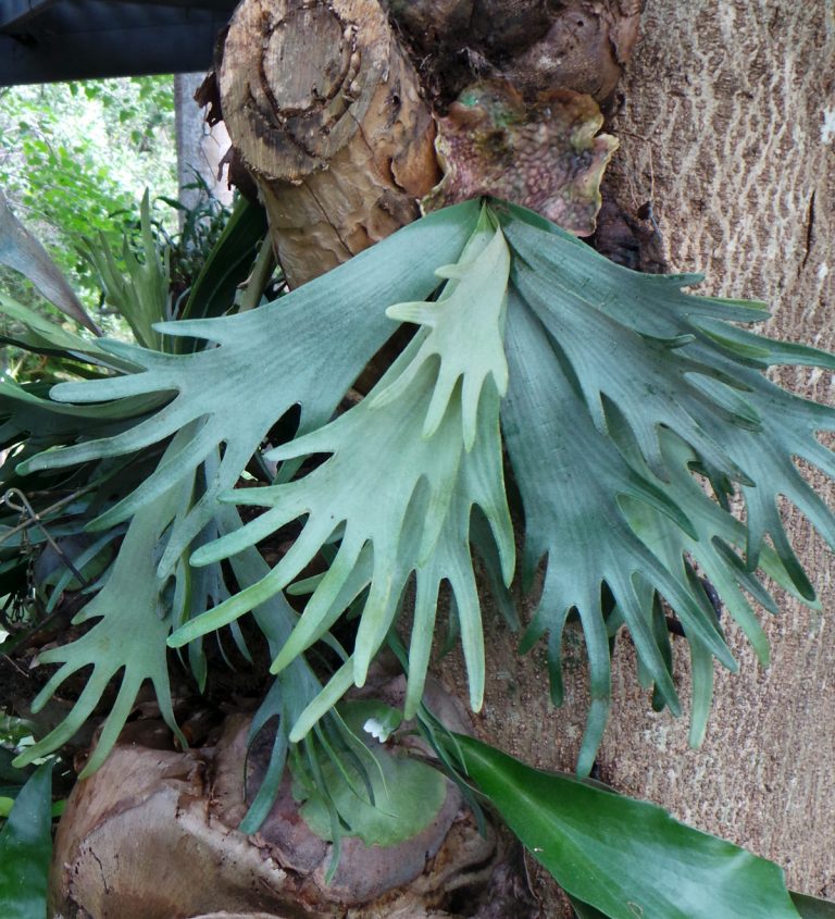 Staghorn Fern Platycerium Bifurcatum Wisconsin Horticulture   Staghorn Ontree 768x845 