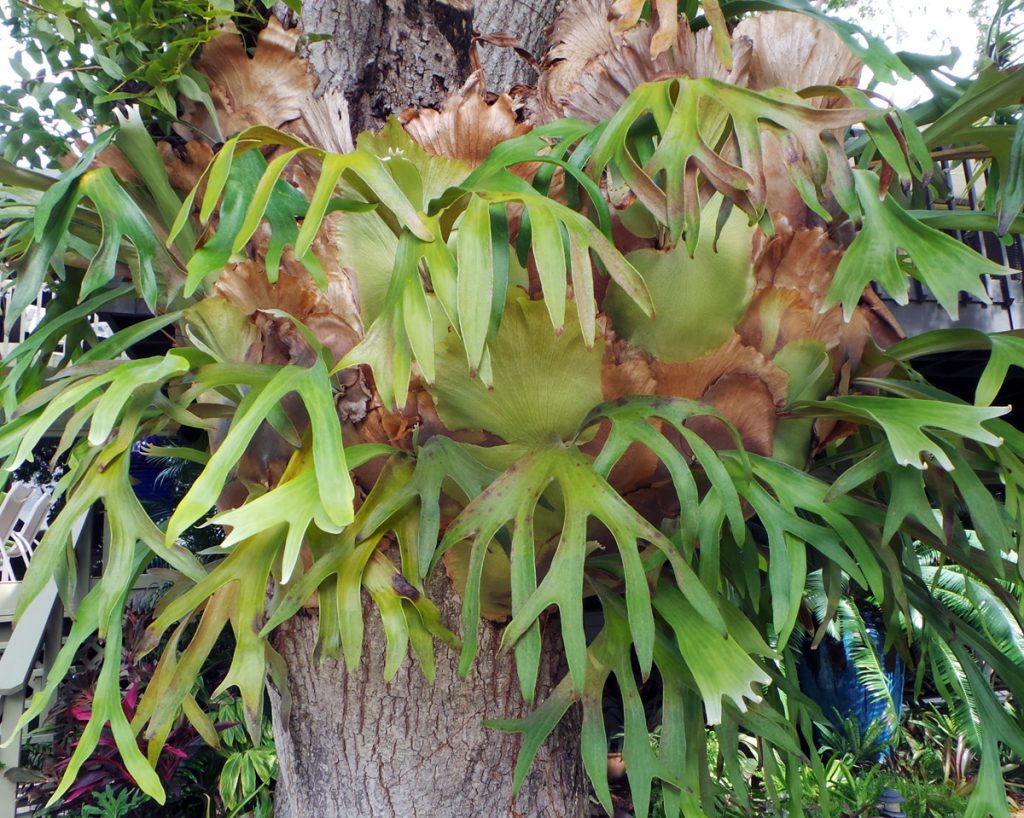 Staghorn Fern, Platycerium bifurcatum Wisconsin Horticulture