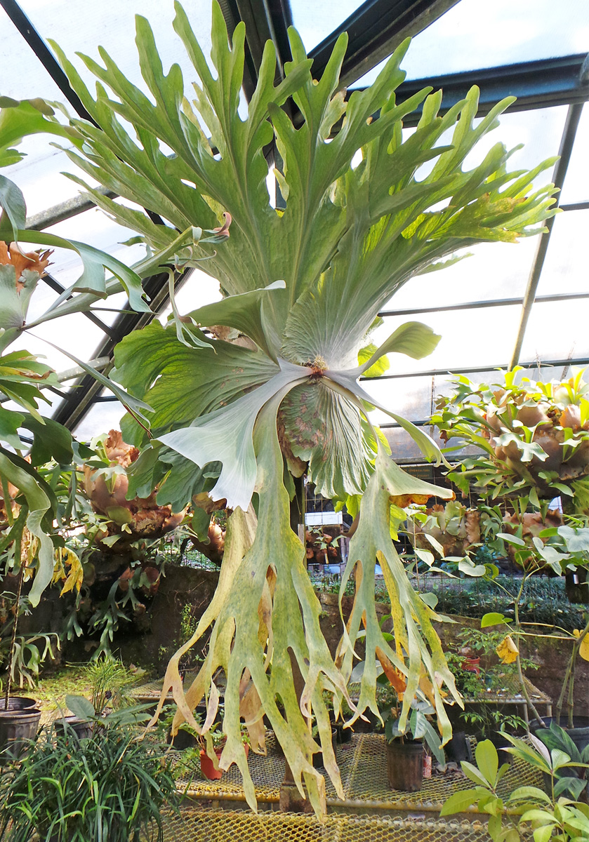 Staghorn Fern, Platycerium bifurcatum – Wisconsin Horticulture