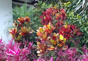 different types of croton plants