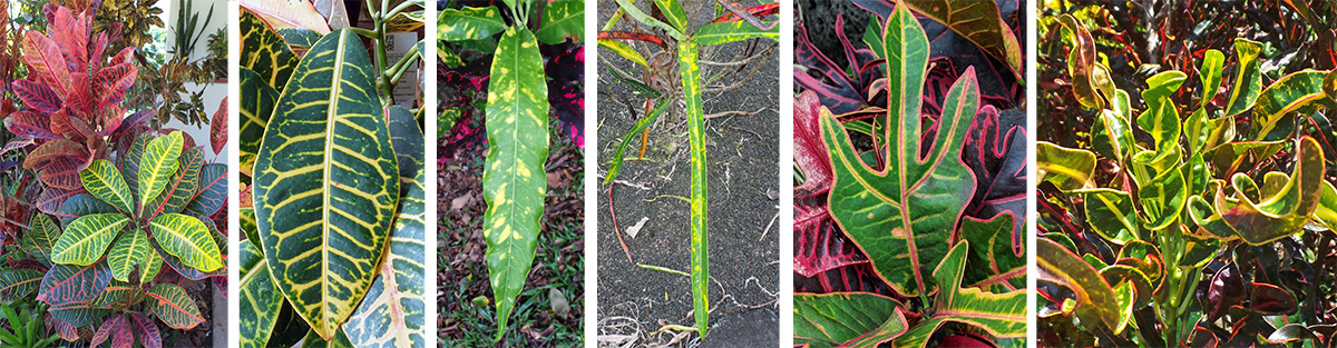 different types of croton plants