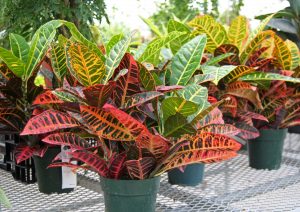 Codiaeum Variegatum Cultivars