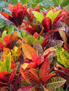 different types of croton plants