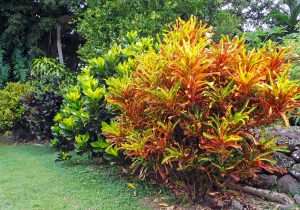 different types of croton plants