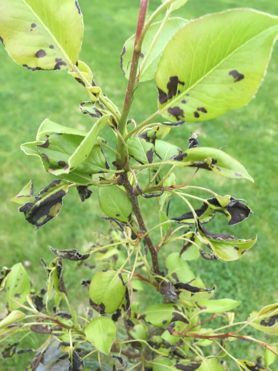 Fruit and Frost Wisconsin Horticulture