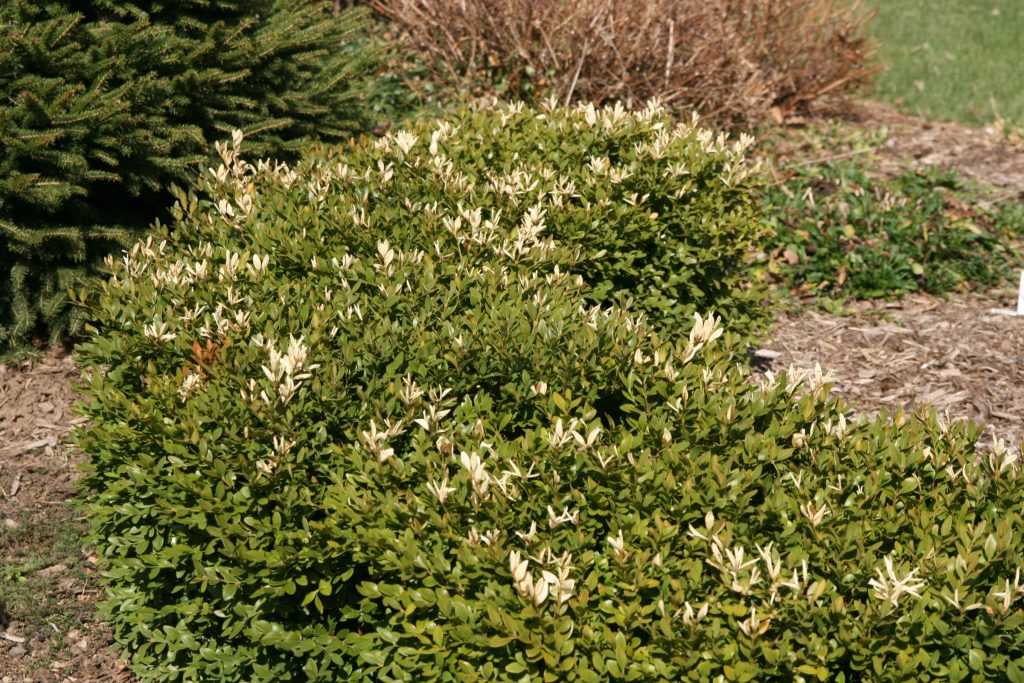 Boxwood Blight