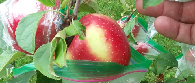 Bagging Apples for Insect and Disease Control