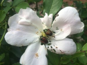 Adult Japanese Beetles on a rose.