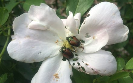 Adult Japanese Beetles on a rose.