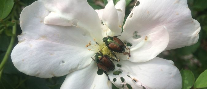 How to Deal with Japanese Beetles by Vijai Pandian (July 22, 2019)