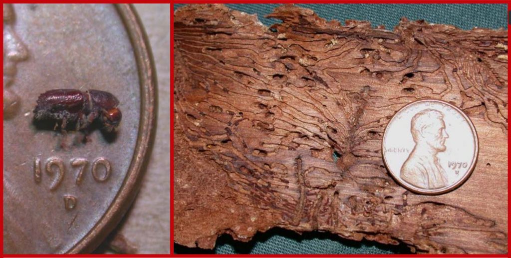 Ips Bark Beetle
