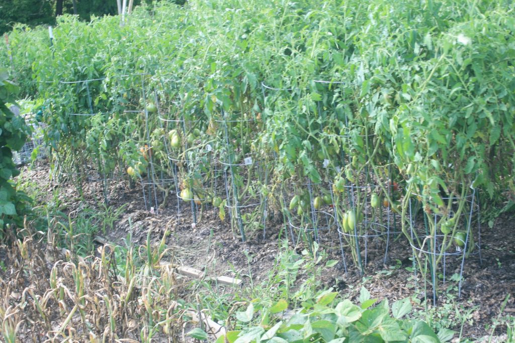 Home Vegetable Garden Fungicides