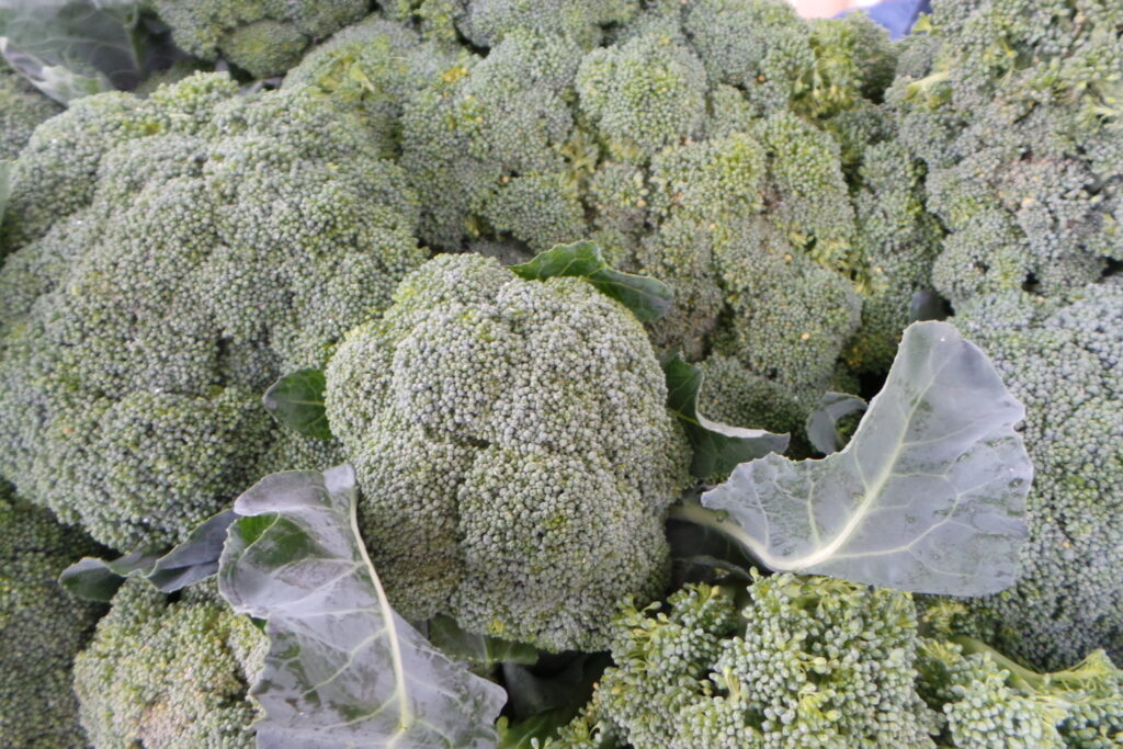 Growing Broccoli, Cauliflower, Cabbage, and Other Cole Crops in Wisconsin