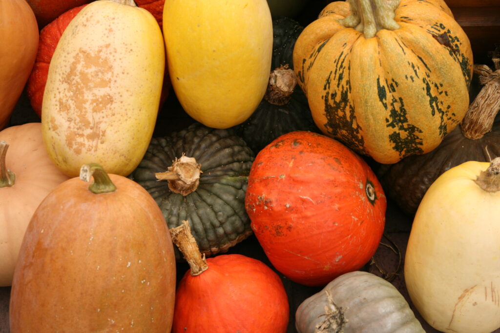 Growing Pumpkins and Other Vine Crops in Wisconsin