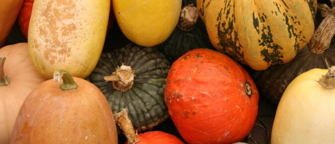 Growing Pumpkins and Other Vine Crops in Wisconsin