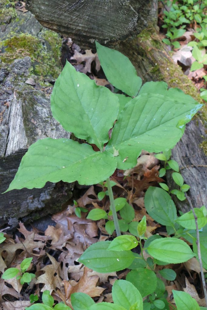 Jack-in-the-pulpit among buckthorn seedlings