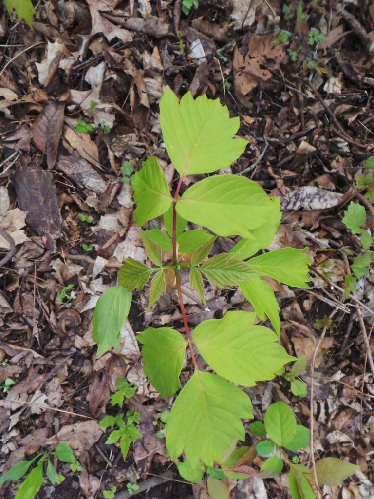 Box elder seedling, commonly misidentified as poison ivy