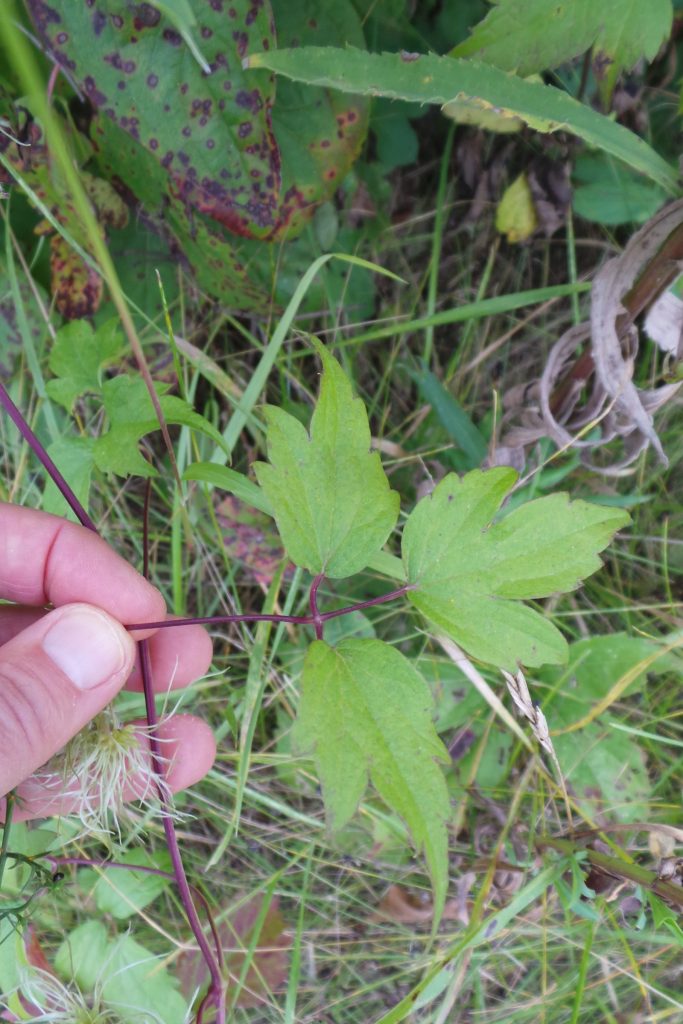 Leaves on a native clematis vine, commonly misidentified as poision ivy