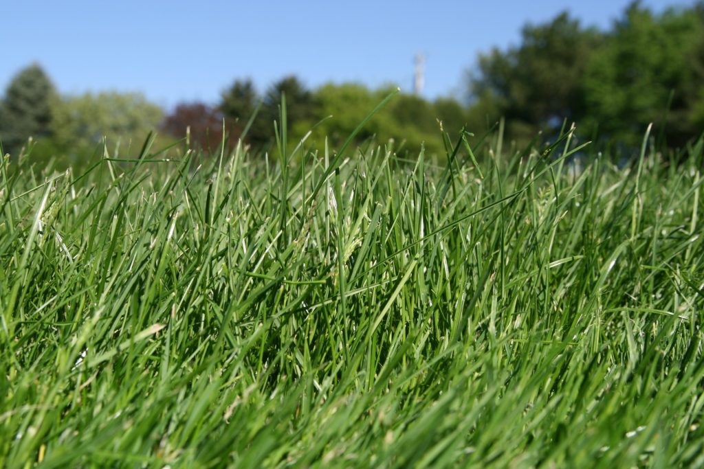 Typhula Blight