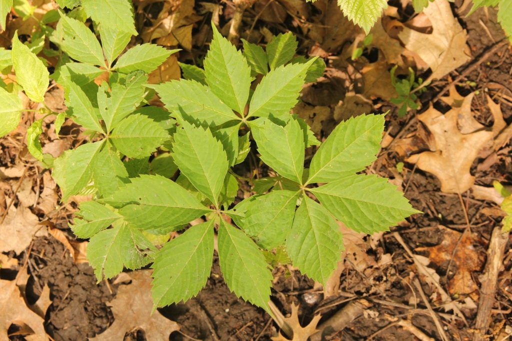 Virginia creeper, with five serrated leaves, is commonly misidentified as poison ivy