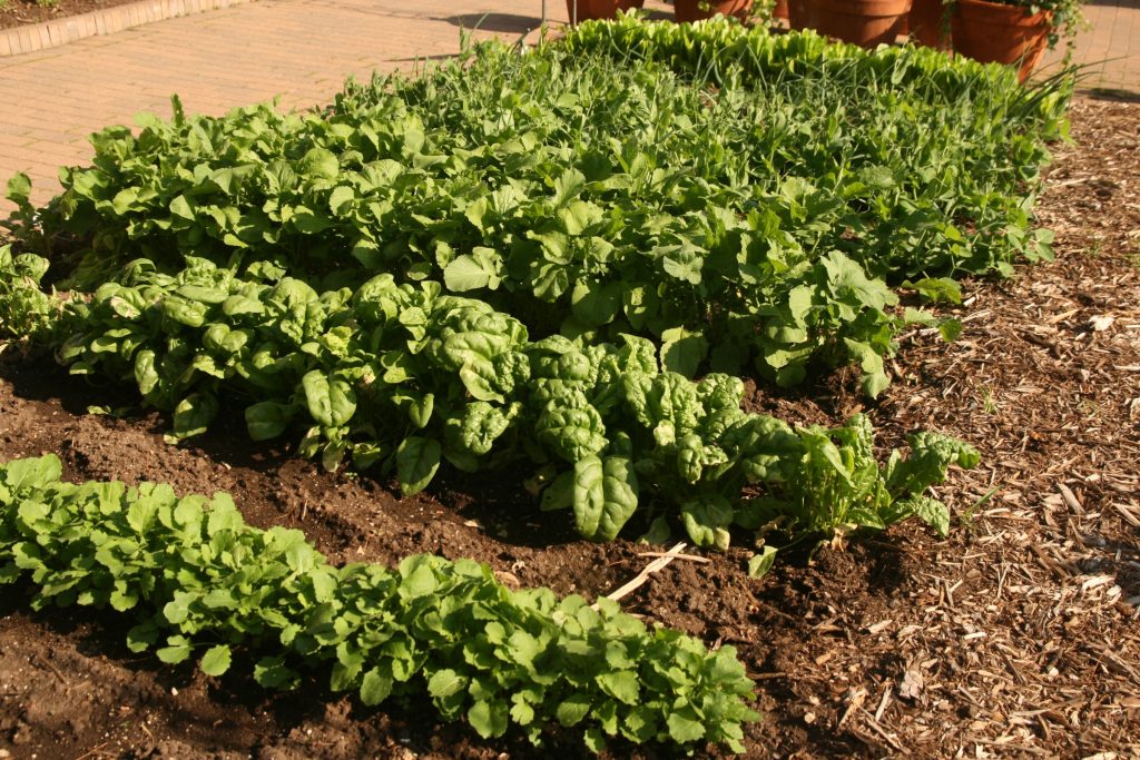 Using Crop Rotation in Home Vegetable Garden