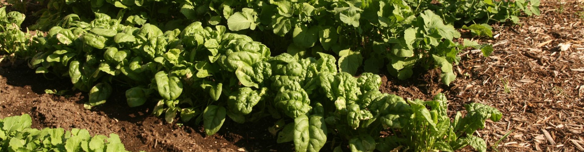 Rows of various leafy greens and other vegetables in a small garden plot