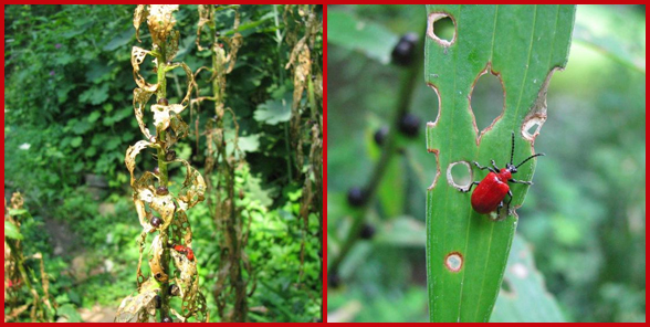 Could cedar mulch stop red lily leaf beetle? 