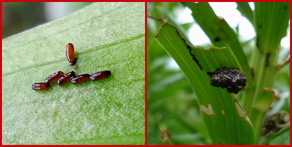 Could cedar mulch stop red lily leaf beetle? - Buffalo