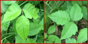 Images of poison ivy leaves