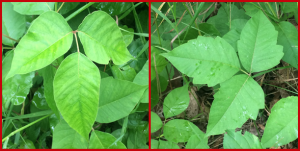 ivy poison leaves young wisconsin mature smooth margins leaf lobed serrated often while left right