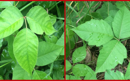 Images of poison ivy leaves
