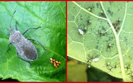 Photo of adult and larva stages of squash bug