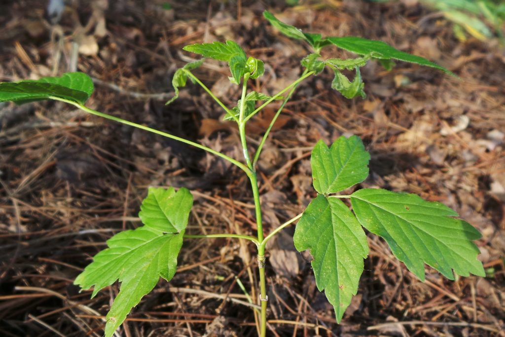 Vine-like stem of a poison ivy plant