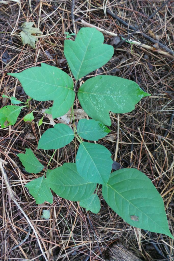 Typical appearance of poison ivy plant, though appearance can vary greatly depending on maturity, season, and species
