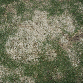 Image of patchy grass with alive and dead parts.