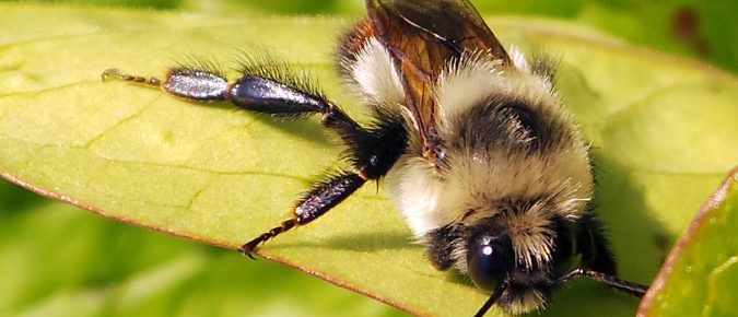 Join in Community Science with the Wisconsin Wild Bee App