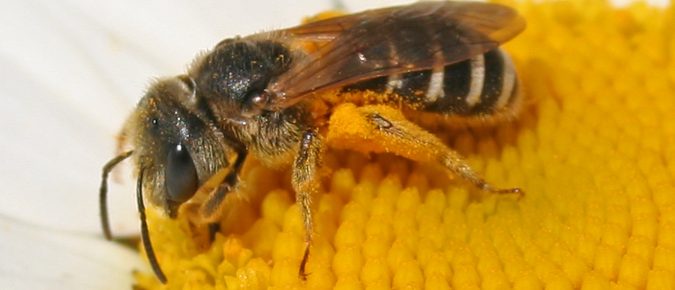 Wisconsin’s Busy Bees: Getting to Know the Bees in Your Area