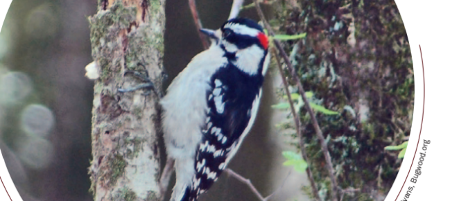 Woodpecker Ecology & Damage Management