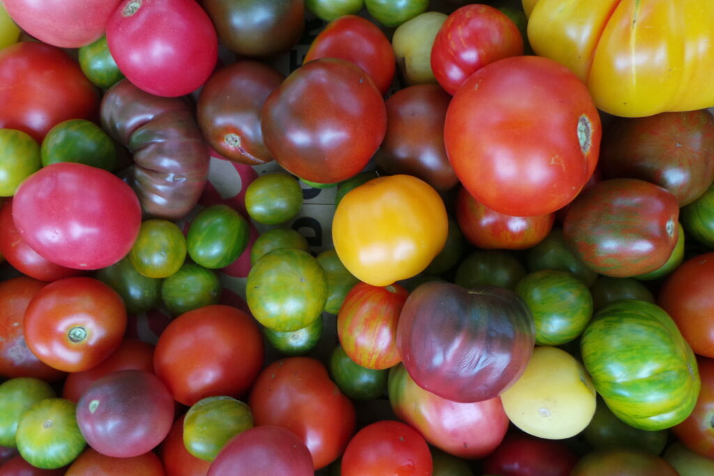 Homegrown Tomatoes for Wisconsin