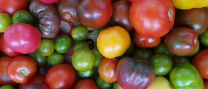 Home-Grown Tomatoes for Wisconsin