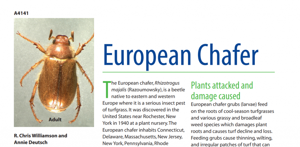 European Chafer