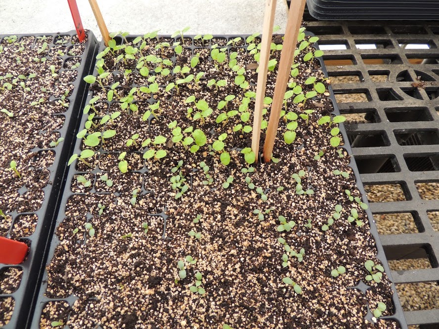Image of seedlings