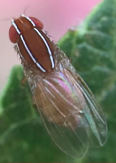 Fruit Fly Identification And Control Guide