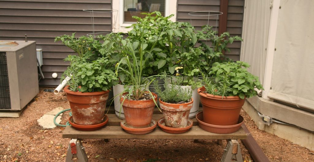 Growing Vegetables in Containers