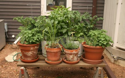 Growing Vegetables in Containers