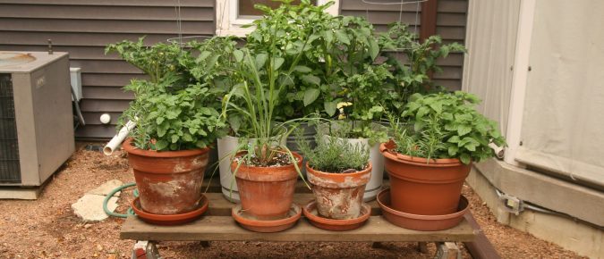 Growing Vegetables in Containers