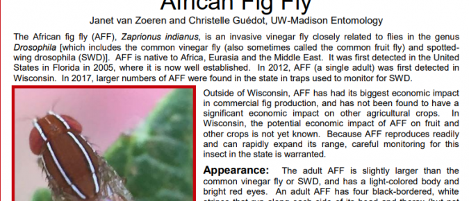 African Fig Fly – Pest Alert