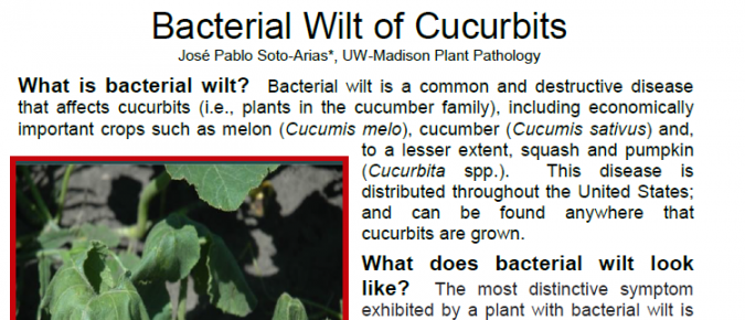 Bacterial Wilt of Cucurbits