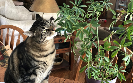 Houseplants and your pets