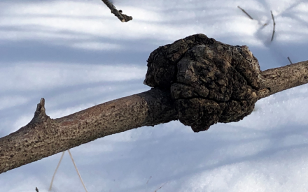 Wintertime is a great time to look for galls on trees